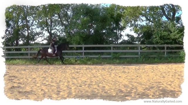 Starting The Gaited Horse In Canter #GaitedHorse #canter