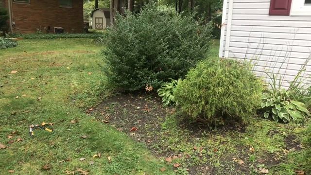 Как я подстригла можевельники? По-моему неплохо! смотреть онлайн