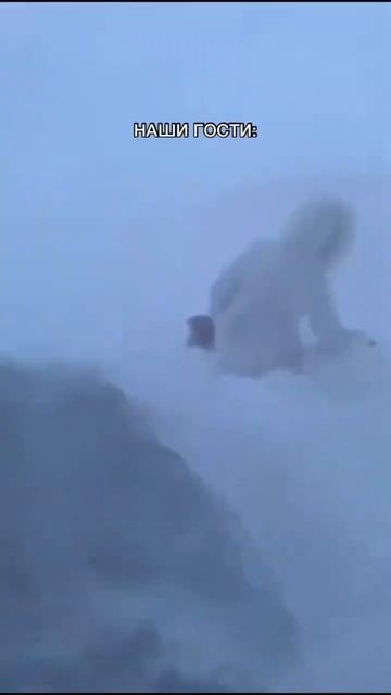 Наши гости ресторана «Двор Помидор» #петербург #shorts #подпишись #юмор #шортс #шутки #shortvideo смотреть онлайн