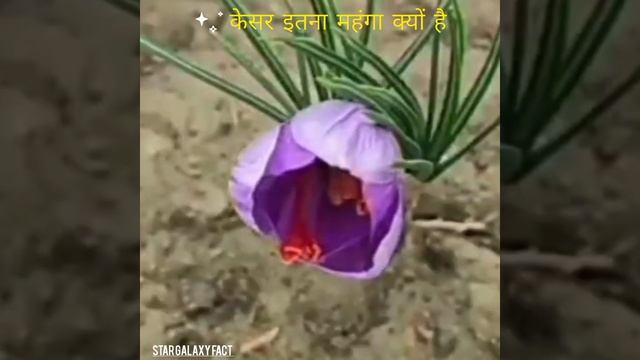 Why Saffron is so expensive !! kesar Etna mehanga kyun hota hai !! kesar ki kheti #saffron #short смотреть онлайн