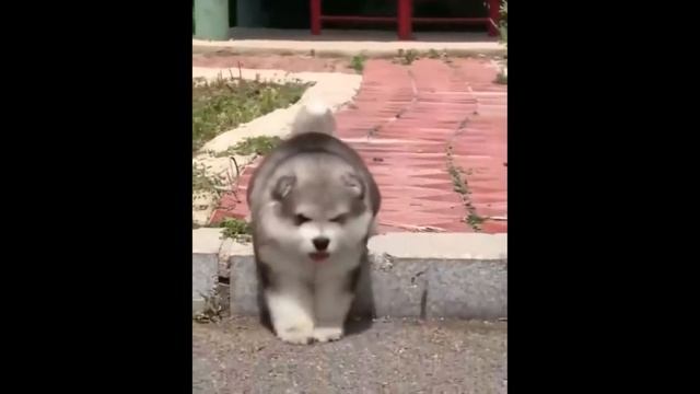 Смешные кошки и другие 5 минут смеха 😹 смотреть онлайн