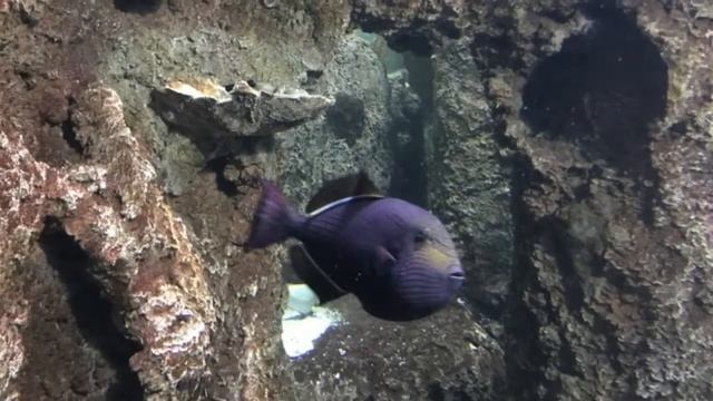 Shark Reef At Mandalay Bay 2017