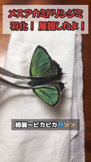 メスアカミドリシジミ羽化！展翅しました。#shorts # #zephyrus смотреть онлайн