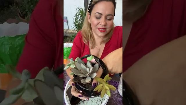 🌵🖖✅Transplantando para nuevas macetas decoradas 💕❤️🏠 смотреть онлайн
