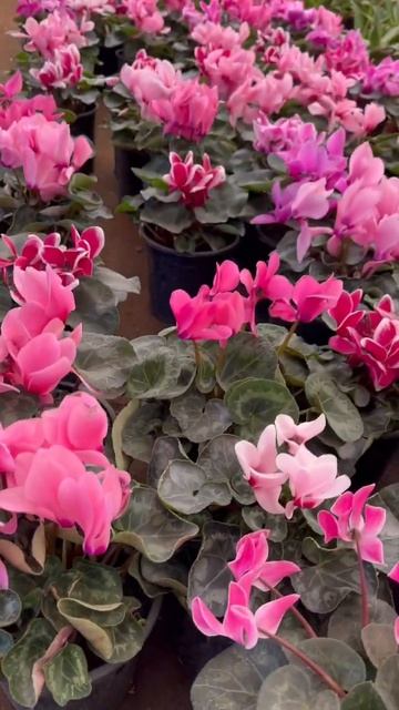 Cyclamen سيكلما смотреть онлайн