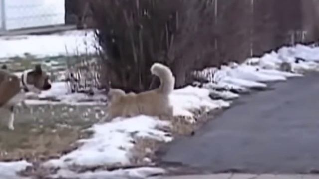 Коты! (Сами не спим и другим не даем!) смотреть онлайн