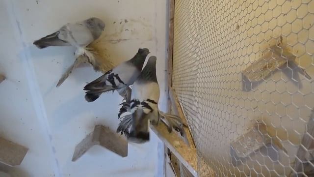 Tauben / Pigeons / Мои голуби / 21.01.2018 / Все вернулись... смотреть онлайн