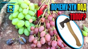 ВИНОГРАД НА УДАЛЕНИЕ. СОРТА ВИНОГРАДА, ОТ КОТОРЫХ Я ИЗБАВИТЬСЯ. СЕВЕРНЫЙ ВИНОГРАДНИК 25-07