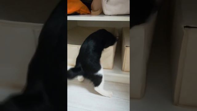 Екатерина Попова, Персик и Кекс смотреть онлайн