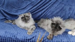 Котята мейн-кун