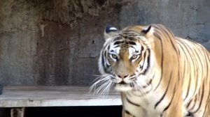 Изучаем животных - игрушки животные