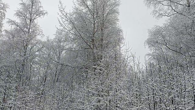 (967) Лиса приходит в гости. Март 2025 смотреть онлайн