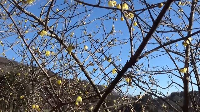 TOKYO.【小田急】.70% In Full Bloom- Winter Sweet Now.