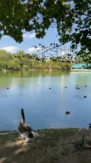 Ташкент!Говорящие гуси!) #travel #ташкент #узбекистан #2023 #uzb #еда #мясо #гуси #птицы #озеро #юг смотреть онлайн