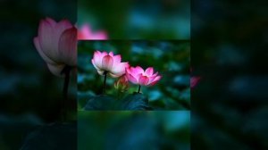 Шабд «Бханд Джаммиэ» медленный вариант, удобно для женского голоса