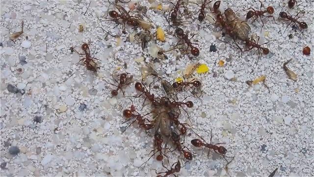 Manica rubida Fütterung смотреть онлайн