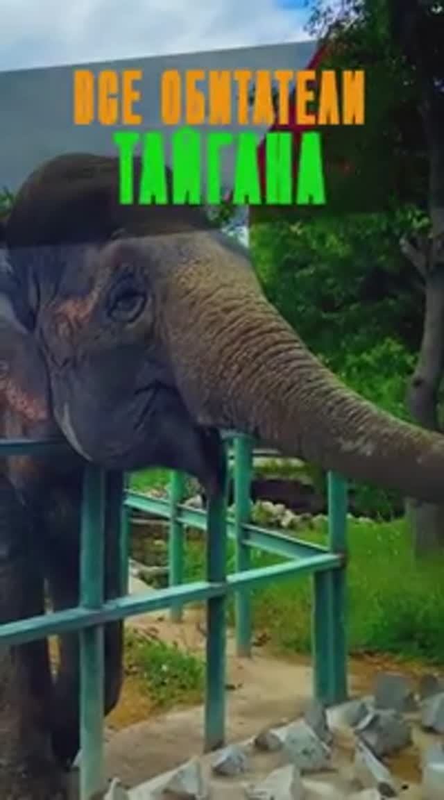 Все животные Тайгана | Парк Львов Тайган | что посмотреть в Белогорске смотреть онлайн