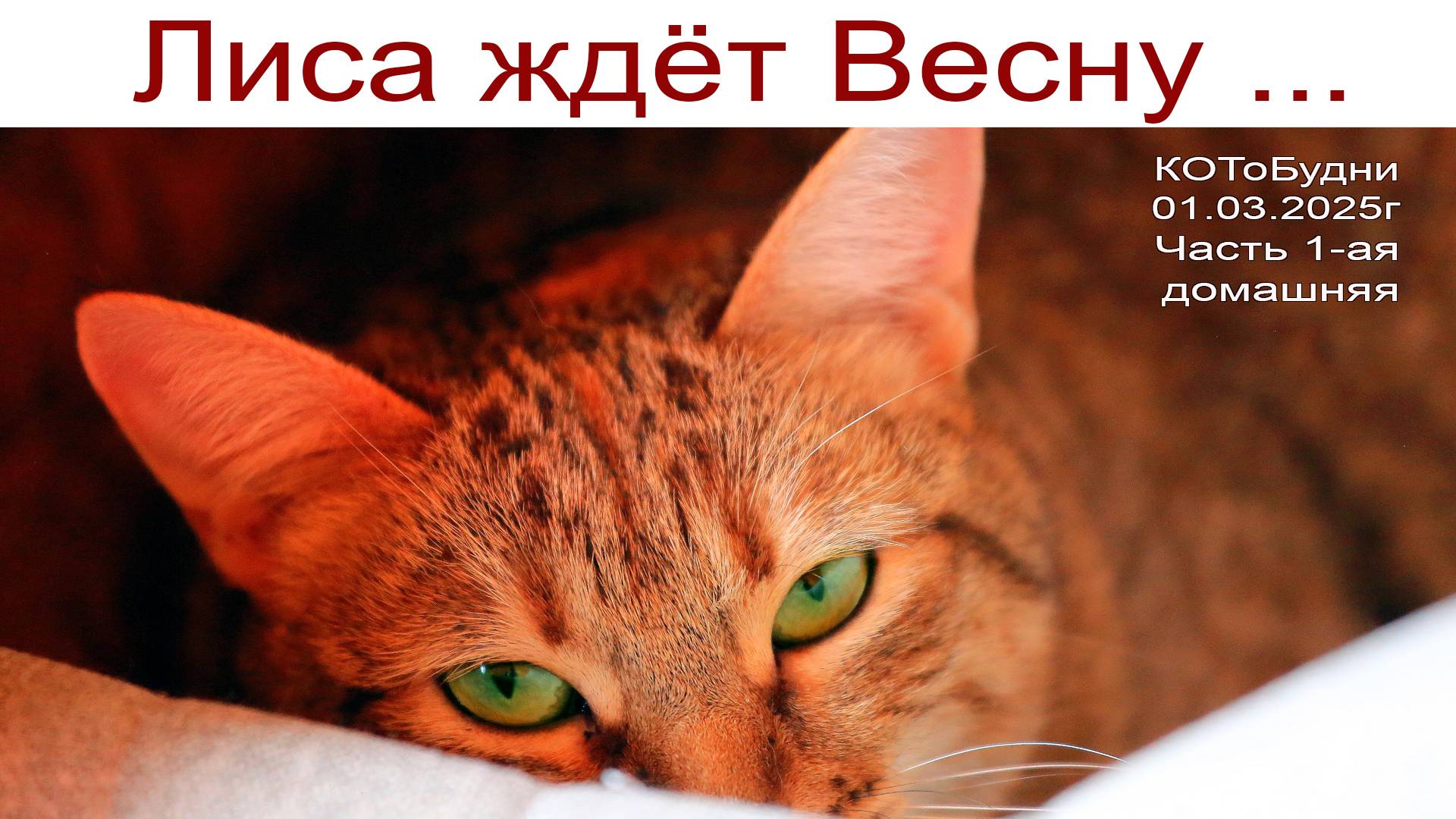 КОТоБудни в первый весенний день 2025г., часть 1-ая - домашняя смотреть онлайн