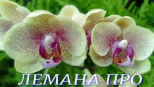 №1038/ СВЕЖАЯ поставка ОРХИДЕЙ в ЛЕМАНО ПРО на Новой Адыгее смотреть онлайн
