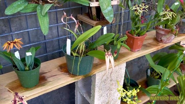 A great haul of wonderful new orchids and exotic aroid plants. Plus bonus on Monstera andansonii. смотреть онлайн