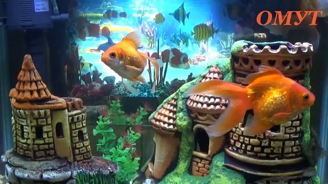 265. ПОЛЕЗНЫЕ КОММЕНТЫ ОТ НАШИХ... смотреть онлайн