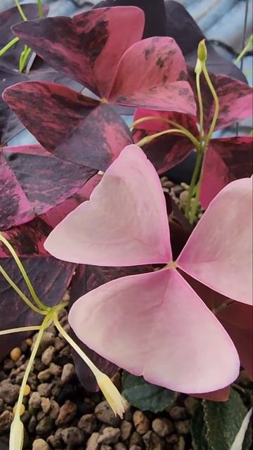 Оксалис | Кислица вариегатная