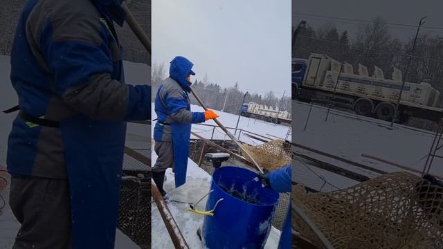 Запуск форели смотреть онлайн