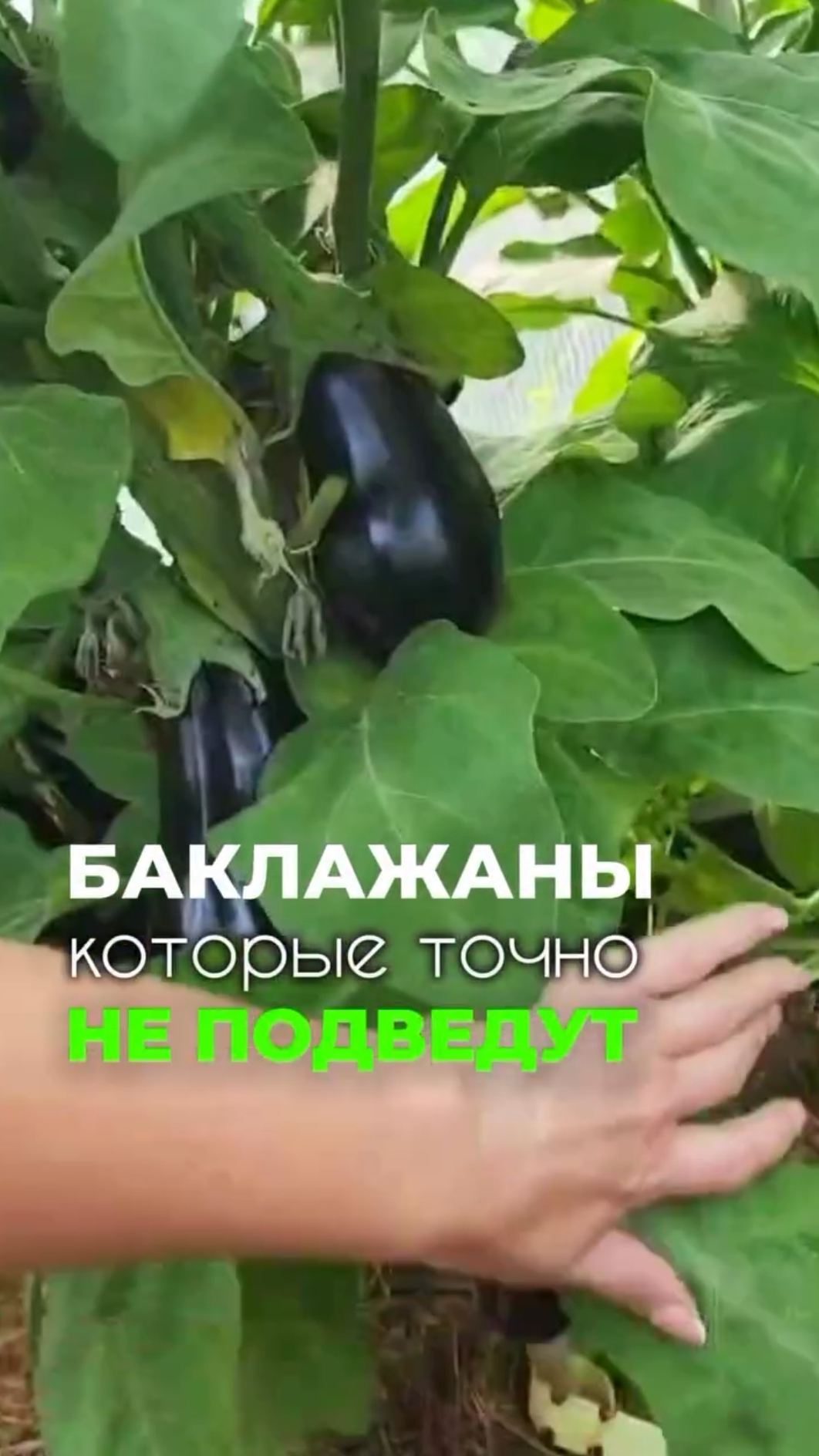 🌱 Баклажаны, которые удивят вас шикарным урожаем! 🍆 смотреть онлайн