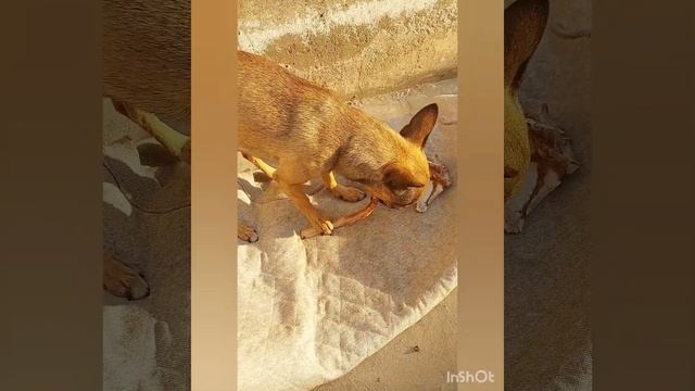 Кай нашёл живую игрушку. Гурман, любитель косточек 🦴 смотреть онлайн