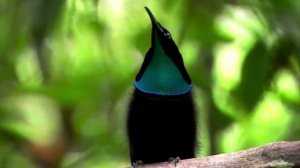 Брачные танцы Райских птиц