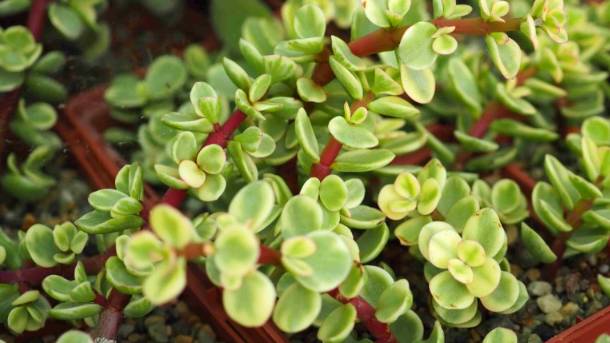 Портулакария африканская: уход в домашних условиях смотреть онлайн