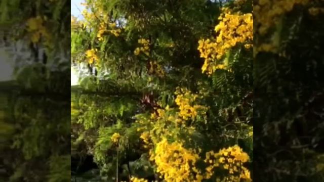 ipe amarelo #Shorts смотреть онлайн
