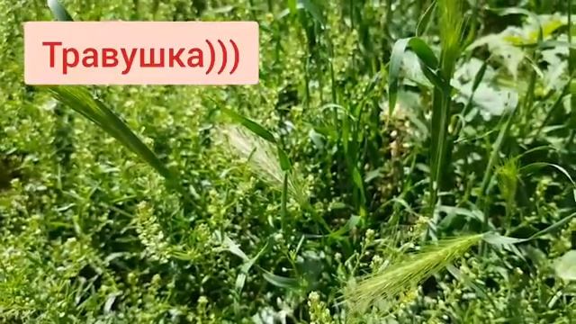 Красивая природа и снова в гостях у муравьёв ) смотреть онлайн