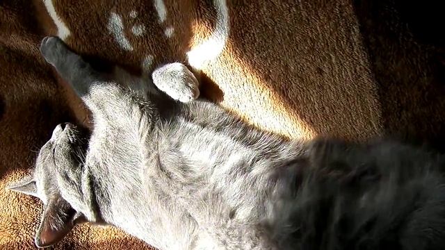 Котик на солнышке смотреть онлайн