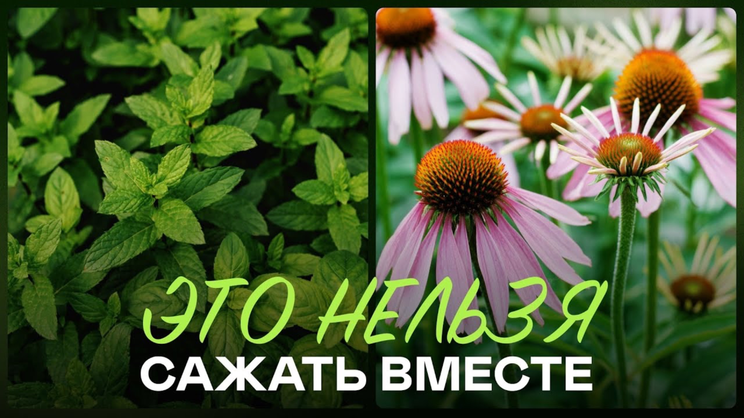 Такие Растения Никогда Не Выживут На Вашем Участке смотреть онлайн