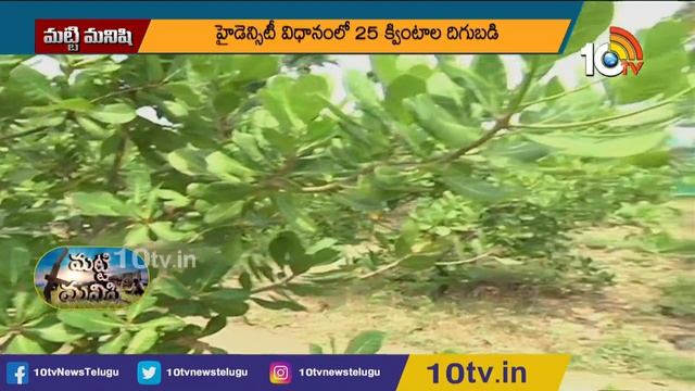 హైడెన్సిటీ విధానంలో జీడిమామిడి సాగు | Cashew Mango Cultivation | Matti Manishi | 10TV News смотреть онлайн