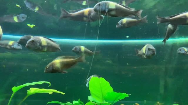 Трофеусы. Tropheus Duboisi