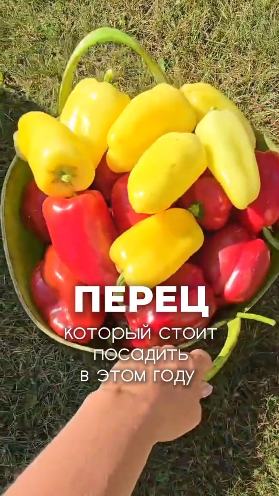 Самые лучшие перчики 🌶 😍 смотреть онлайн