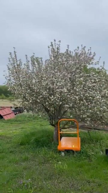 Apple trees смотреть онлайн