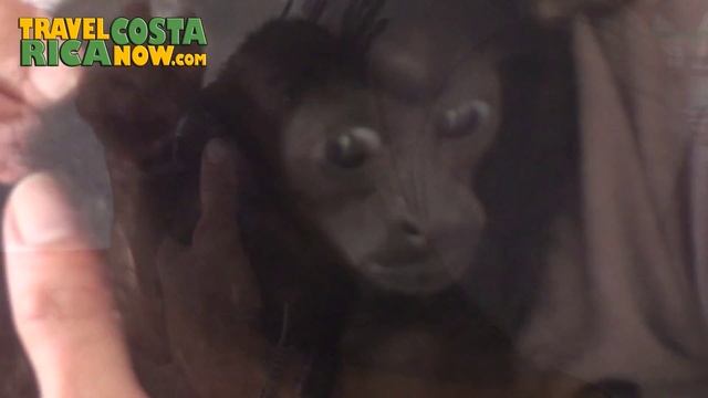 Proyecto 'Project' Asis La Fortuna Costa Rica Wild Life Animal Rescue Center смотреть онлайн