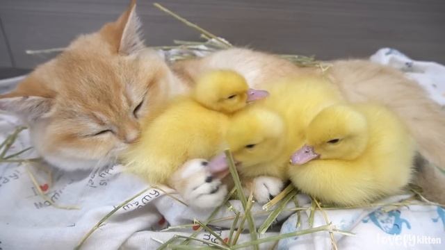 Kitten Loki and his duckling babies || Ducklings love their kitty mom смотреть онлайн
