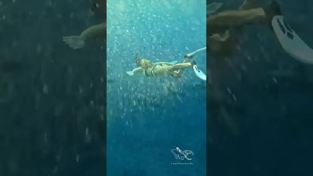 Погружение с дельфинами на острове Маврикий смотреть онлайн