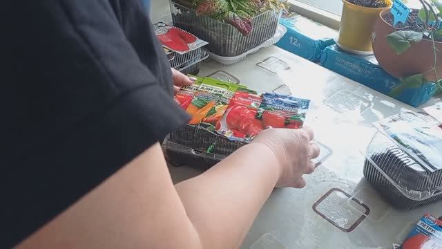 Купила СЕМЕНА. Посеяла ПЕРЦЫ, БАКЛАЖАНЫ.Черенкую ПЕТУНИИ. смотреть онлайн