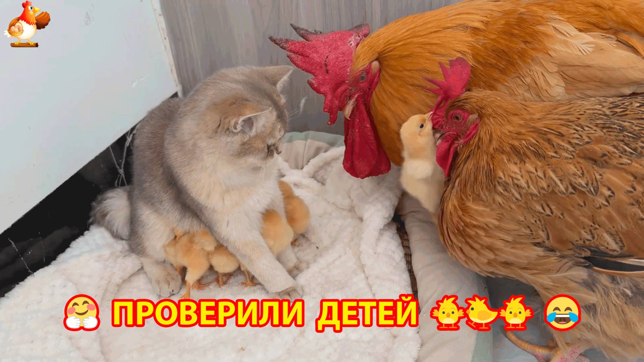 Старый Петух и Курица проведали Цыплят с Кошкой ❣️🥰😂 смотреть онлайн