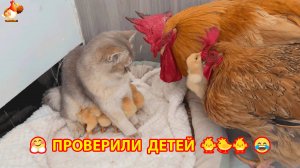 Старый Петух и Курица проведали Цыплят с Кошкой ❣️🥰😂