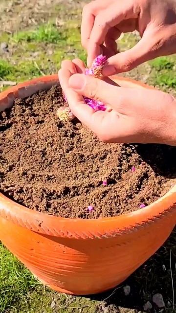 How to cultivate globe amaranth at home.#gardening #globeamaranth #flower смотреть онлайн