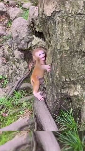 Monkey Animals SOO Cute! AWW Cute baby animals Videos Compilation CUTEST moment of the animals #965 смотреть онлайн