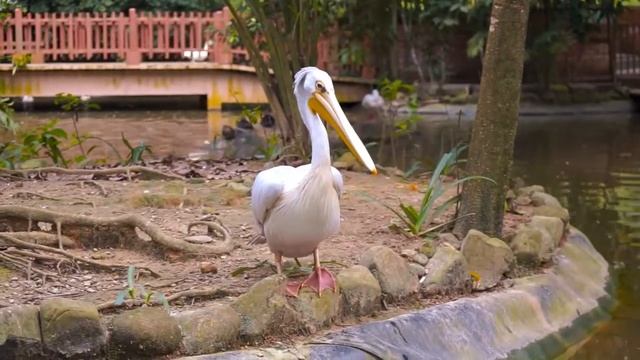 Pink-backed Pelican in Langkawi Wildlife Park смотреть онлайн