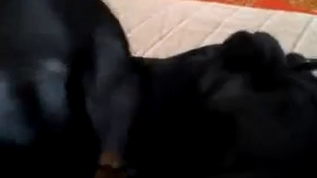 14 января 2016 г.