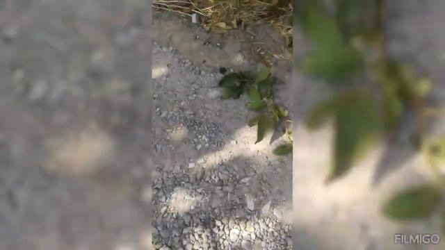 Наше первое любительское видео, поход приключения моих детей😉😉😉!!!!! смотреть онлайн
